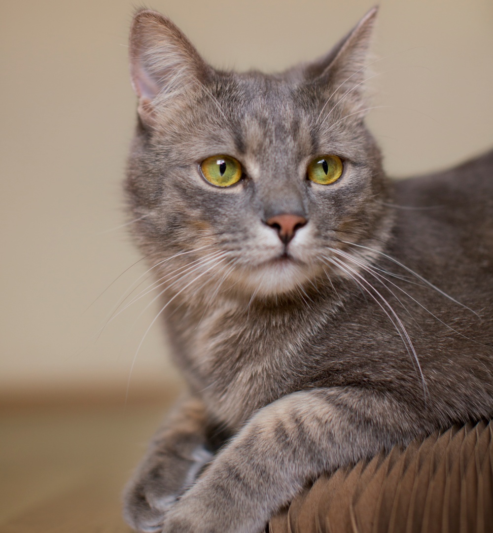 gros plan-beau-chat-garde-a-domicile-pet-sitter