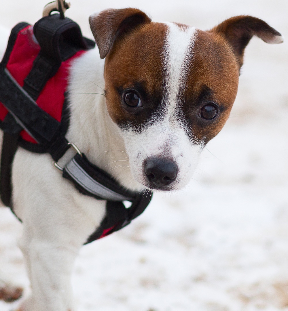jack-russell-effectue-une-balade-avec-un-pet-sitter